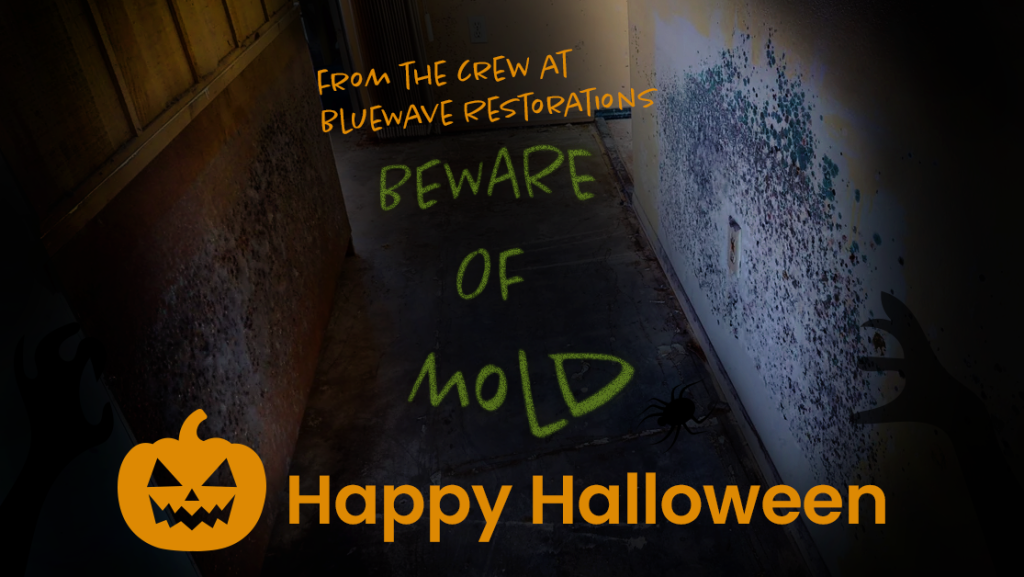 beware of mold